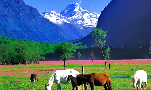 Siguniangshan spring valley with snow mountains and horses