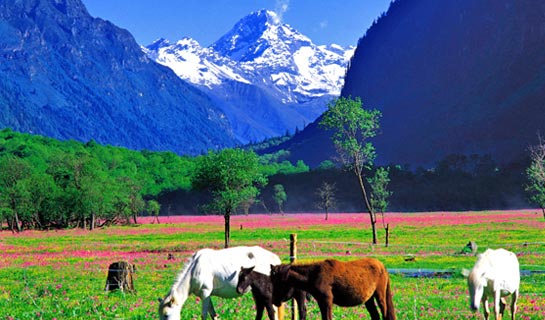 Mt. Siguniangshan Area in Spring