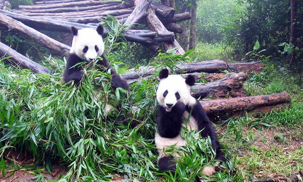 Sichuan is famous for the endangered giant pandas. 
