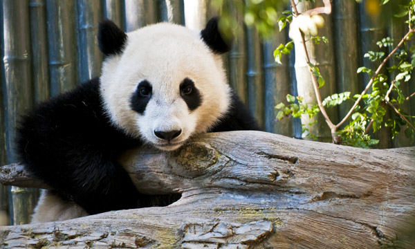 Chengdu is the home of giant pandas.