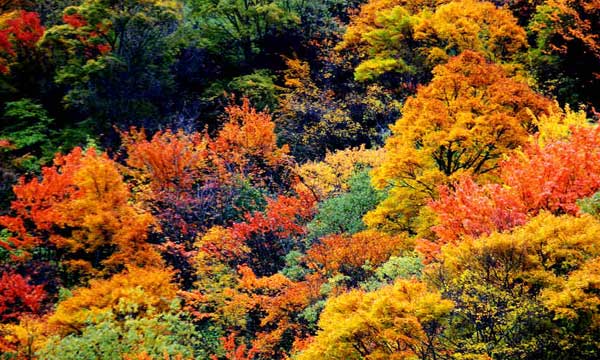 Miyaluo Scenic Area