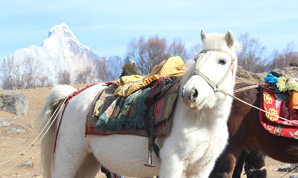 Mount Siguniang Horse Riding