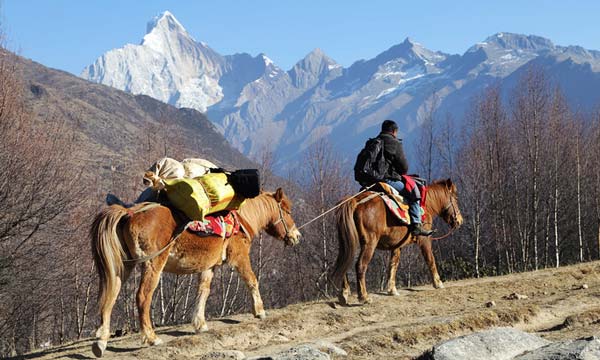 Porters and Horses