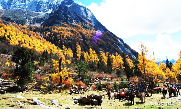 You can rent horses to carry your bags during Erfeng trek.