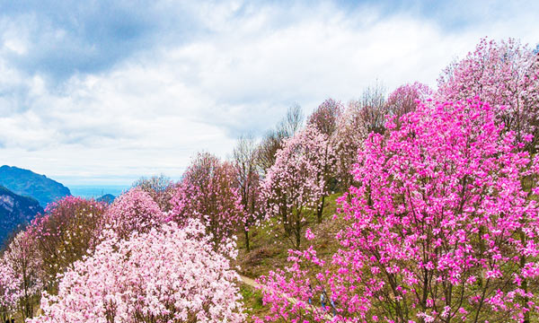 The Early Spring Blooms in the Valley.