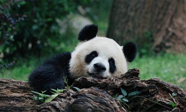 Giant panda at Wolong Giant Panda Nature Reserve near Chengdu, Sichuan