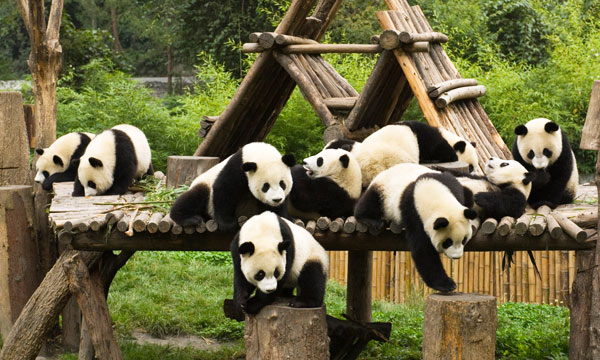 Wolong Giant Panda Reserve