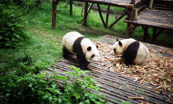 Cute giant panda in Chengdu