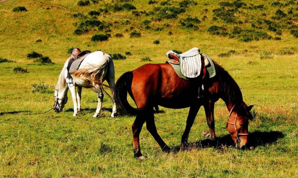 Riding horses to Munigou