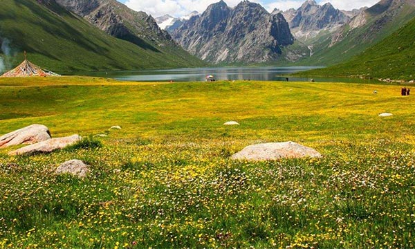 The Blooms in the Meadows and the New Growth of Plants