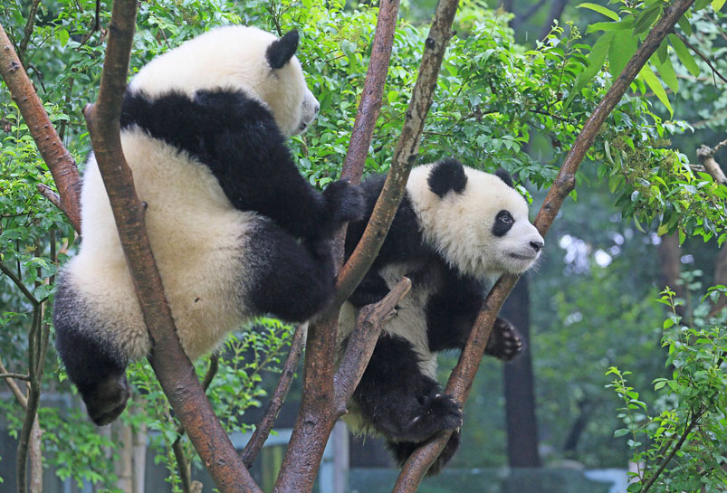 Dujiangyan Panda Base