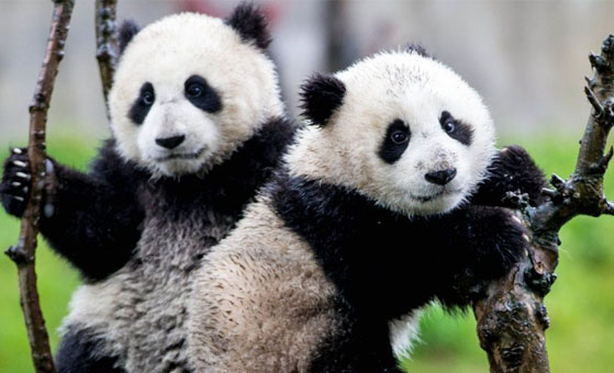 6 Day Hemu Village Soul Cleansing and Chengdu Panda Tour