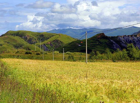 Bamei Barley Field