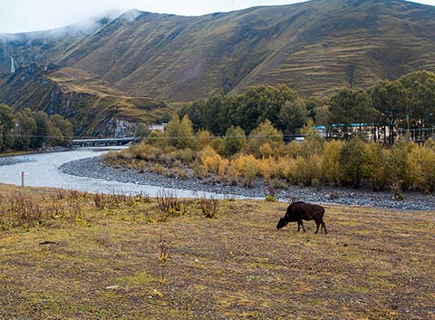 Cattle on Road