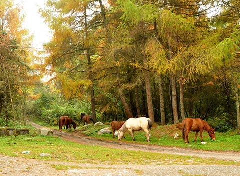 Hailuogou in Autumn