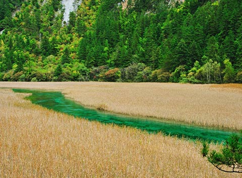 Sea of Reeds