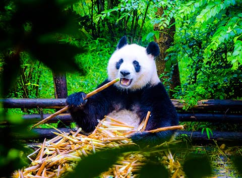 Wolong Panda
